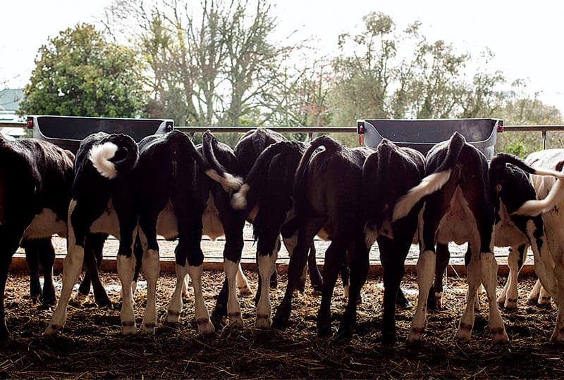 Calves Feeding